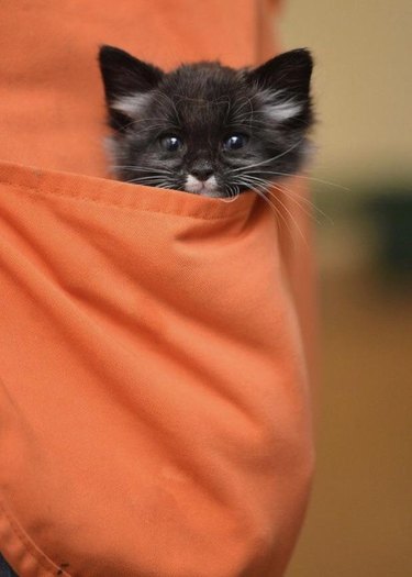 Kitten in apron pocket