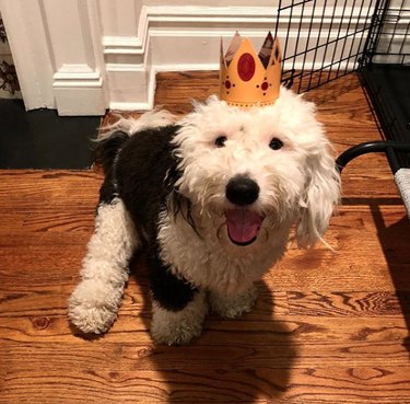black and white dog wearing paper crown