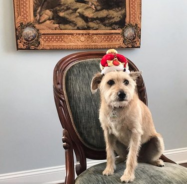 dog wearing crown sitting on chair