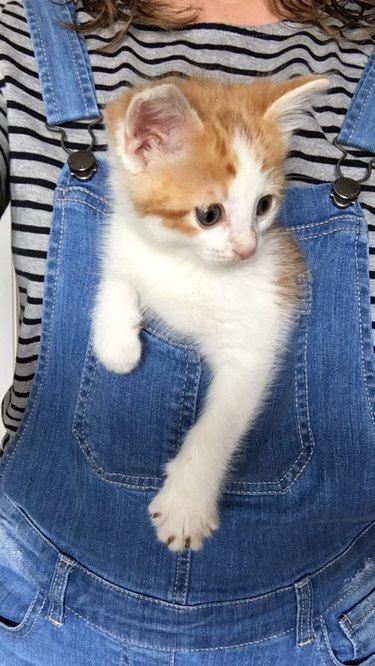 A ginger and white kitten is in the front overalls pocket.
