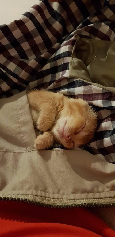 A ginger kitten is in a jacket pocket.