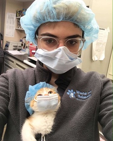 Kitten with miniature surgical mask and hair net