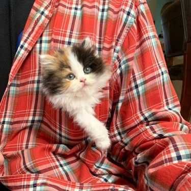 A fluffy kitten is in a plaid shirt pocket.