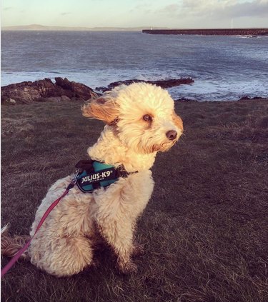 A small, fluffy dog on a cliff overlooking the ocean, with his hair blowing in the wind.