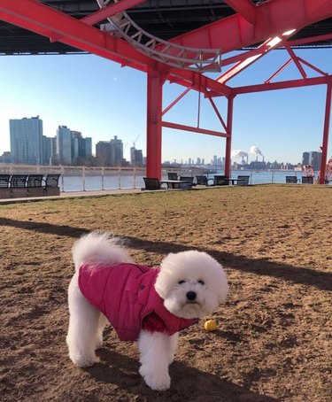 A small white dog in a pink, puffy jacket.