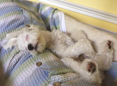 A fluffy white dog with floppy ears happily nuzzles into his blanket for nap time.