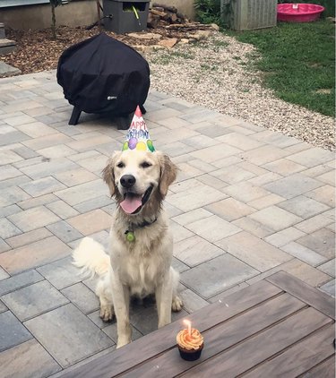 A smiling golden retriever in a party hat next to a cupcake with a lit birthday candle.