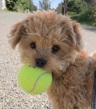 A tiny puppy holding a tennis ball in his mouth.