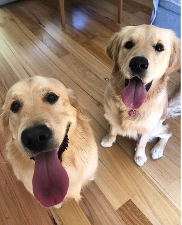 Two golden retrievers are sitting next to each other, panting and sticking out their tongues.