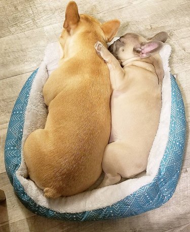 One small French bull dog spooning a bigger French bulldog as they cuddle together in a dog bed.