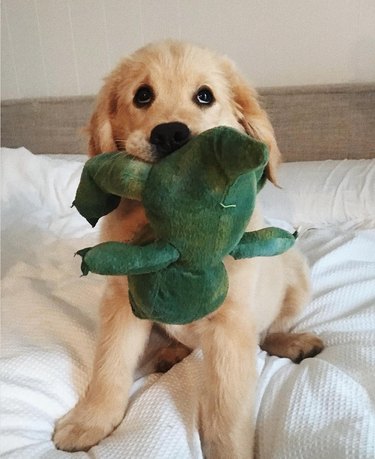 golden retriever puppy sitting on a bed holding a stuffed frog toy in his mouth.