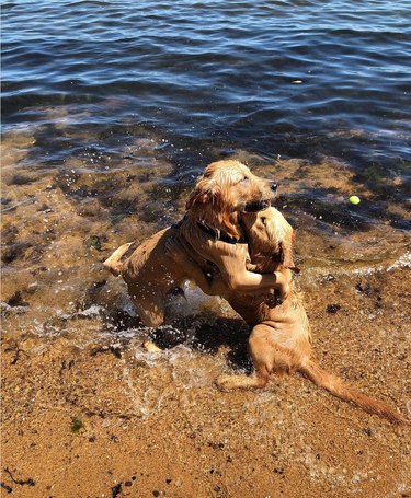 Two golden retrievers in the ocean embracing each other with their front paws.