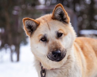 Bad Cree Names for Dogs - maci nīhithow wihthowina, atimwak ohci - First  Nation Stories