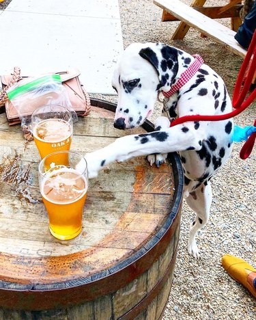 112 alcohol-inspired dog names