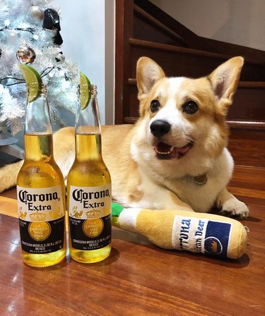 112 alcohol-inspired dog names