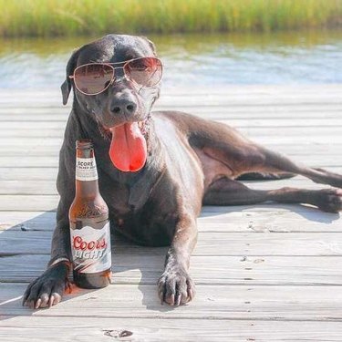 112 alcohol-inspired dog names
