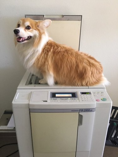 Corgi sitting on a photo copier machine