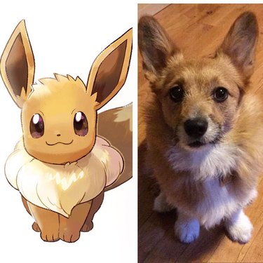 128 Pokemon names for male and female dogs