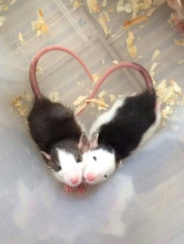 Two black and white rats forming a heart with their tails