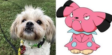 128 Pokemon names for male and female dogs