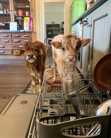 Two highland calves next to a dishwasher