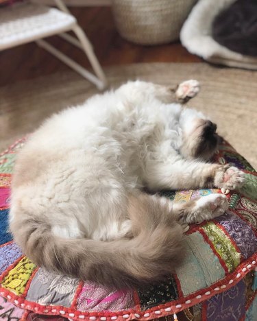 Fluffy cat lying on its back