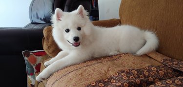 Samoyed puppy on a couch