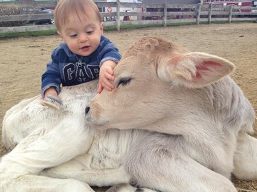 Child petting calf with long eyelashes.