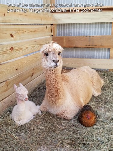 Alpaca, baby alpaca, and chicken sitting in hay.