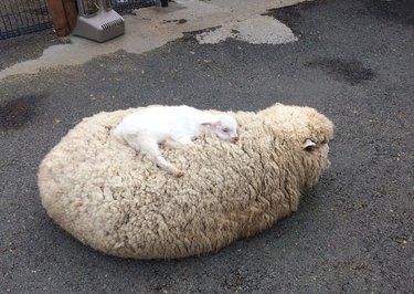 Baby goat sleeping on top of sheep