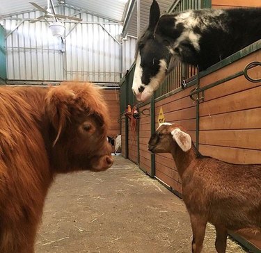 Horse, goat, and cow looking at each other