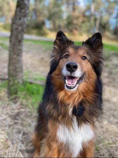 Collie dog looking happy