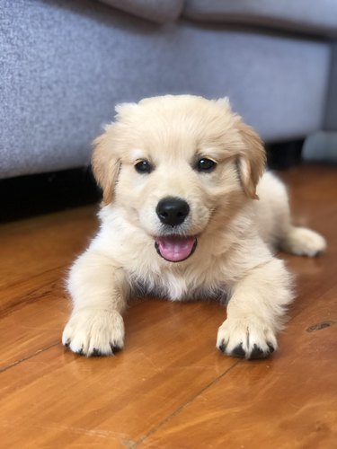 Golden Retriever puppy on wood floor