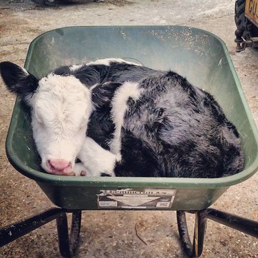 Calf curled up in a wheelbarrow