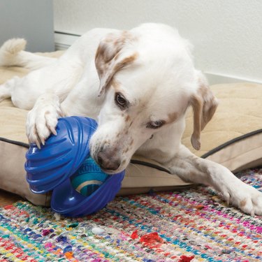 dog plays with interactive ball toy