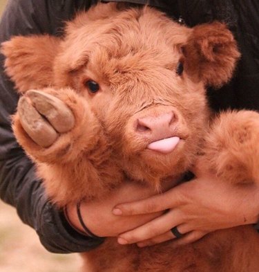 Calf sticking out its tongue