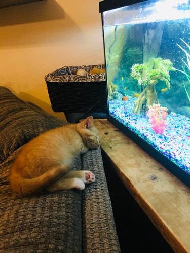 Kitten asleep in front of a fish tank.