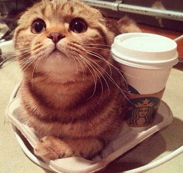 Cat next to a cup of coffee.