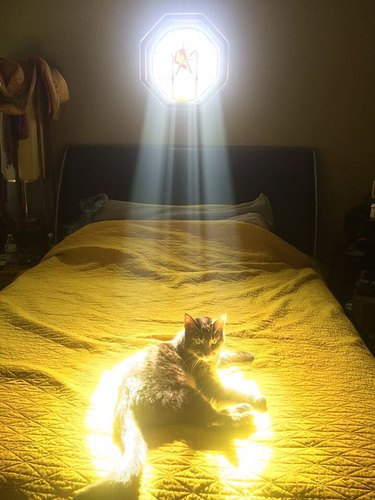 Cat on bed in ray of sunlight.