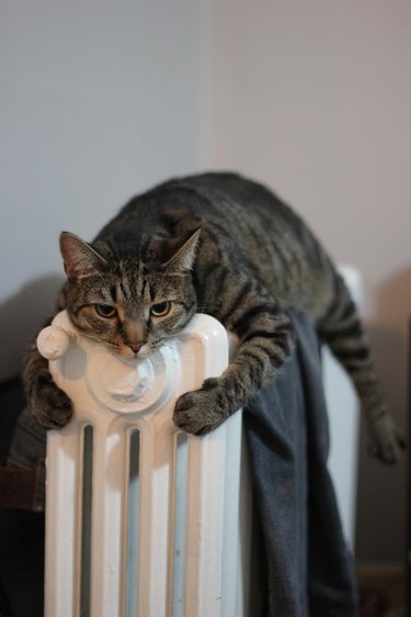 Cat lying on radiatior.