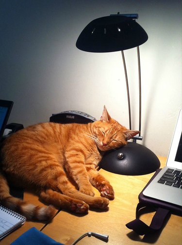 Cat asleep on desk under lamp