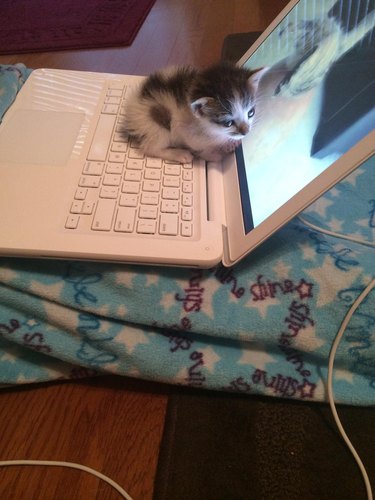 Kitten on laptop keyboard.