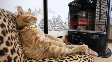 Cat sitting like a human in front of a space heater