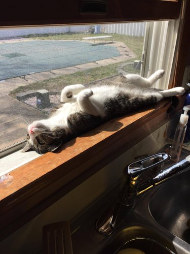 Cat laying on its back on a sunny windowsill.