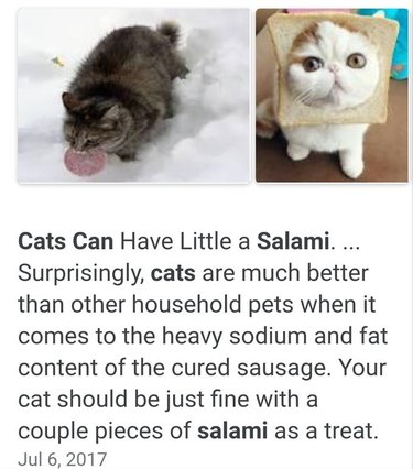 cats salami meme