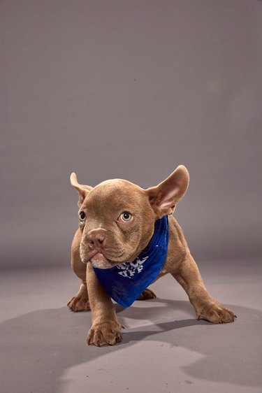 Puppy Bowl XVI participant named Rooster