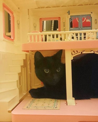 A black cat is on the first floor of dollhouse.