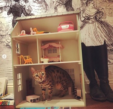 A spotted cat inside dollhouse looking spooked.