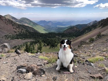Dog on a mountainside.