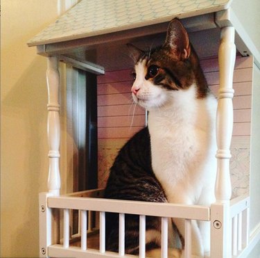 A cat is on on dollhouse balcony.